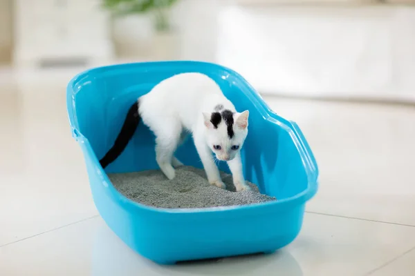 Cat in litter box. Kitten in toilet. Home pet care