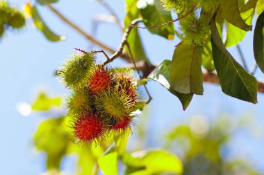 Rambutan meyve ağacı üzerinde