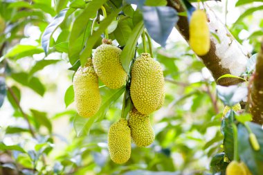 Ağaçtaki jackfruit. Tropikal meyve.