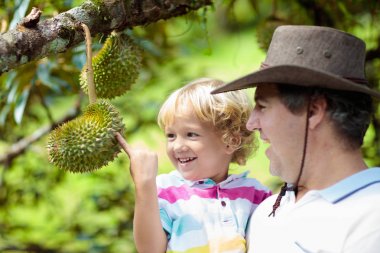 Baba ve çocuk ağaçtan durian toplama