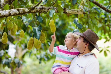 Baba ve çocuk ağaçtan jackfruit toplama