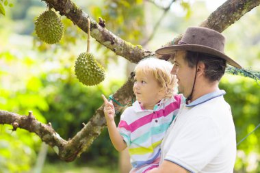 Baba ve çocuk ağaçtan durian toplama