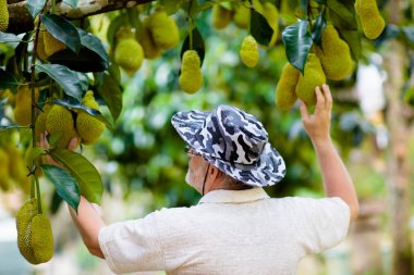 Çiftçi adam jackfruit topluyor. Tropikal meyve.