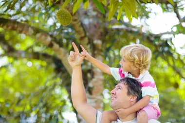 Baba ve çocuk ağaçtan durian toplama