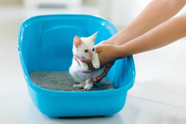 Кот в мусорном ящике. Котенок в туалете. Уход за животными — стоковое фото