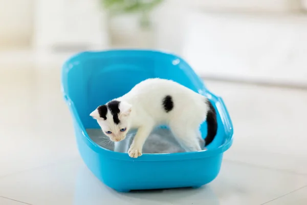 Cat in litter box. Kitten in toilet. Home pet care