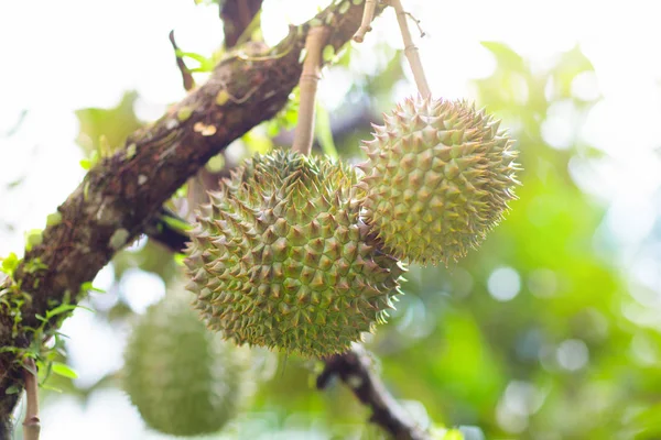 Durian na drzewie. Król owoców. — Zdjęcie stockowe