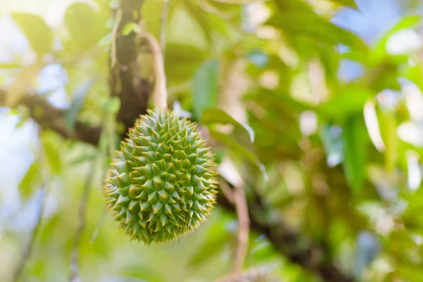 Durian na drzewie. Król owoców. — Zdjęcie stockowe