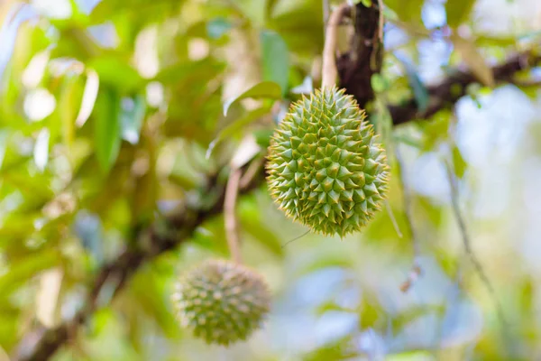 Durian na drzewie. Król owoców. — Zdjęcie stockowe