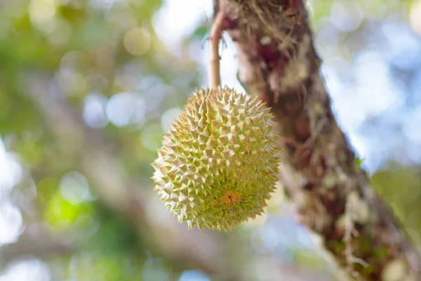 Durian ağaçta. Meyve kralı. — Stok fotoğraf