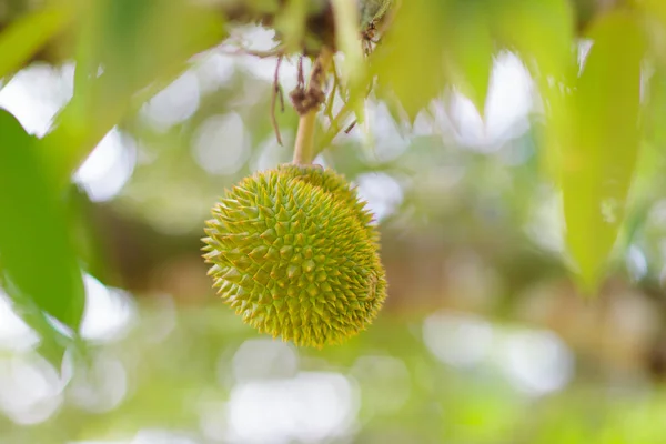 Durian na drzewie. Król owoców. — Zdjęcie stockowe