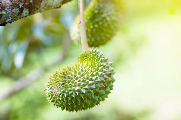 Durian na drzewie. Król owoców. — Zdjęcie stockowe