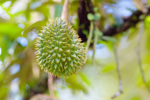 Durian na drzewie. Król owoców. — Zdjęcie stockowe