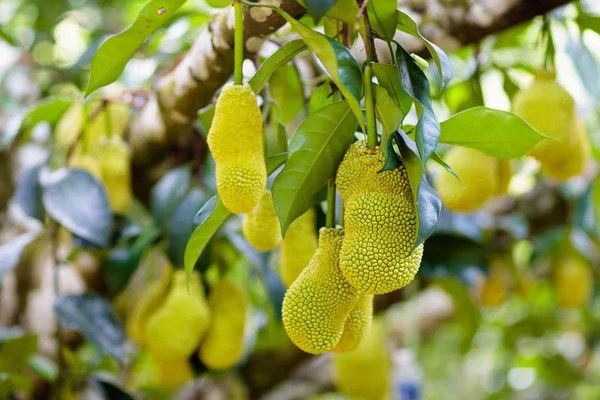Jackfruit na drzewie. Owoce tropikalne. — Zdjęcie stockowe