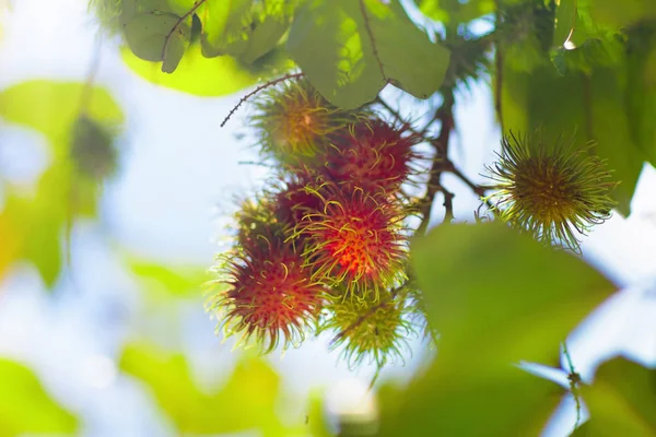 Rambutan owoc na drzewie — Zdjęcie stockowe