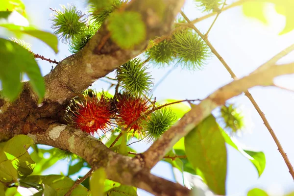 Rambutan owoc na drzewie — Zdjęcie stockowe