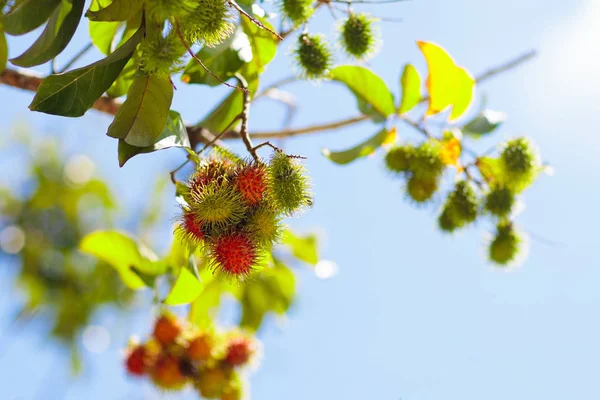 Rambutan owoc na drzewie — Zdjęcie stockowe