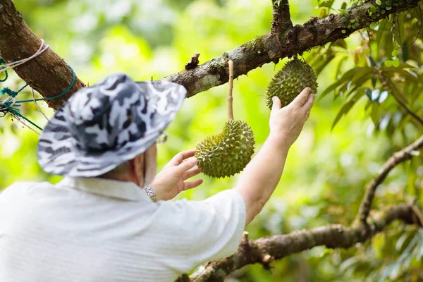 Rolnik człowiek zbierając Durian z drzewa — Zdjęcie stockowe