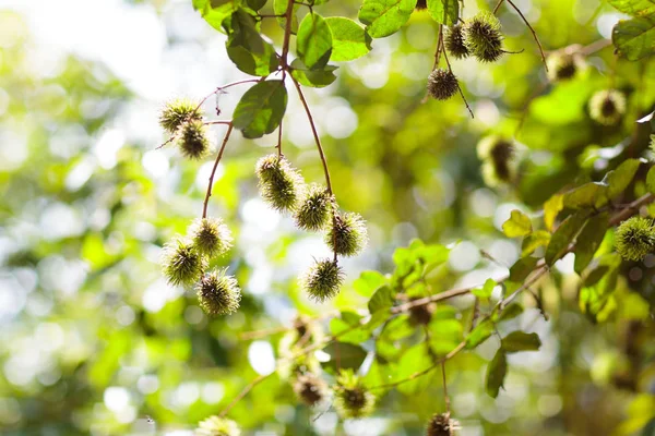 Rambutan owoc na drzewie — Zdjęcie stockowe