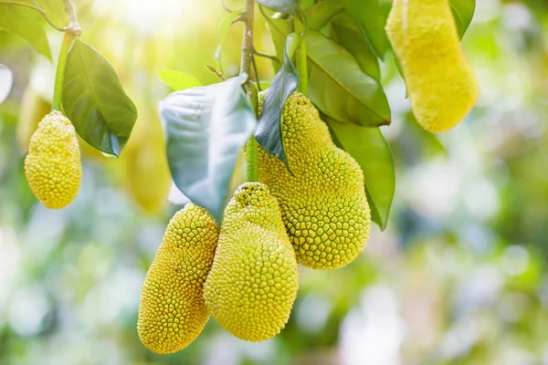 Jackfruit op boom. Tropisch fruit. — Stockfoto