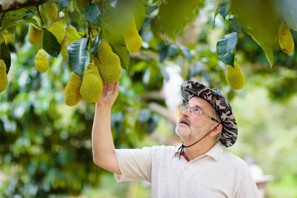 Boer man plukken jackfruit. Tropisch fruit. — Stockfoto