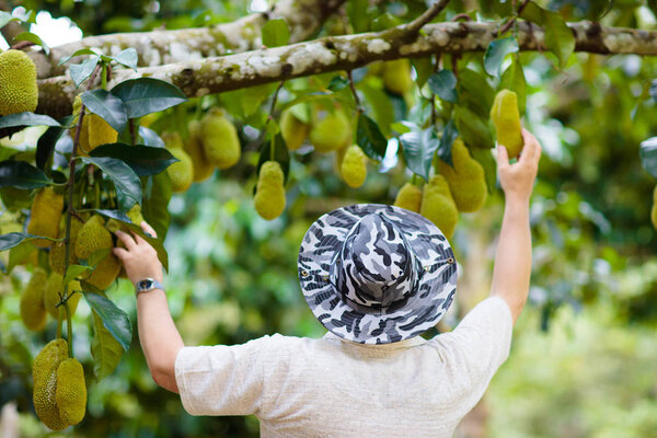Farmer man picking jackfruit. Tropical fruit.