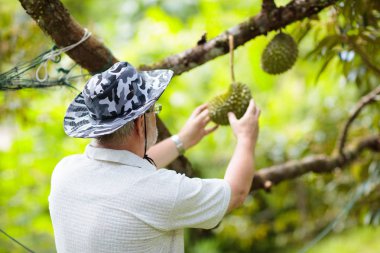 Ağaçtan durian toplayan çiftçi adam