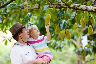 Baba ve çocuk ağaçtan jackfruit toplama