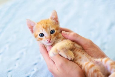 Yavru kedi. Kızıl Kedi Evde Oynuyor.