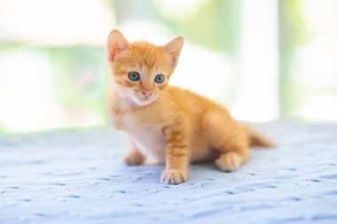 Yavru kedi. Kızıl Kedi Evde Oynuyor.
