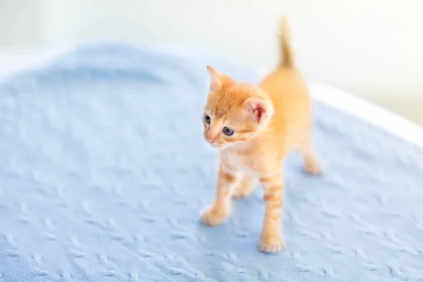 Baby cat. Ginger kitten playing at home. — Stock Photo, Image