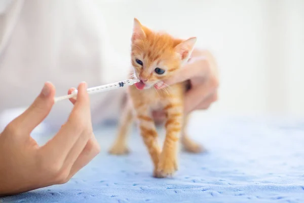 Veteriner kliniğinde kedi yavrusu. Doktorda kedi aşısı. — Stok fotoğraf