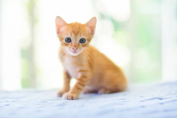 Kočičko. Ginger Kitten hraje doma. — Stock fotografie