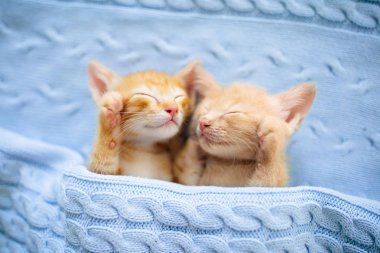 Yavru kedi. Zencefil kedi battaniye altında uyku
