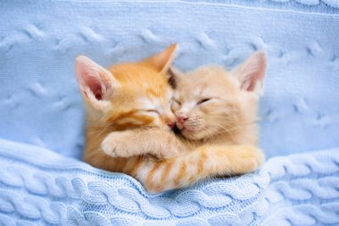 Yavru kedi. Zencefil kedi battaniye altında uyku