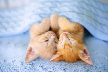 Yavru kedi. Zencefil kedi battaniye altında uyku