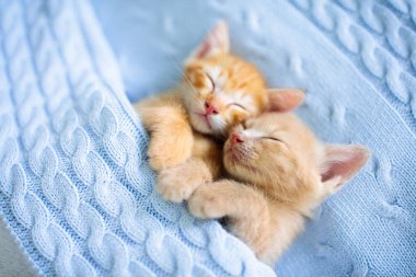 Yavru kedi. Zencefil kedi battaniye altında uyku