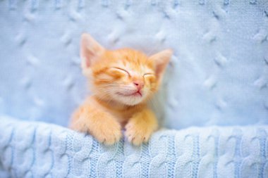 Yavru kedi. Zencefil kedi battaniye altında uyku