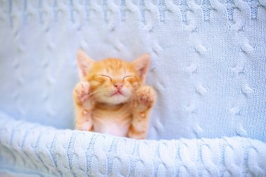 Yavru kedi. Zencefil kedi battaniye altında uyku