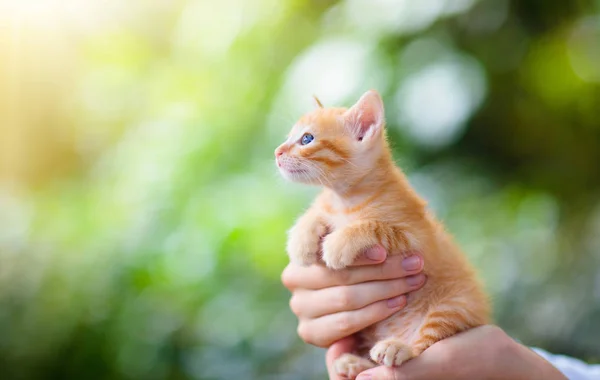 Hombre sosteniendo gato. Bebé gatito en manos humanas . — Foto de Stock