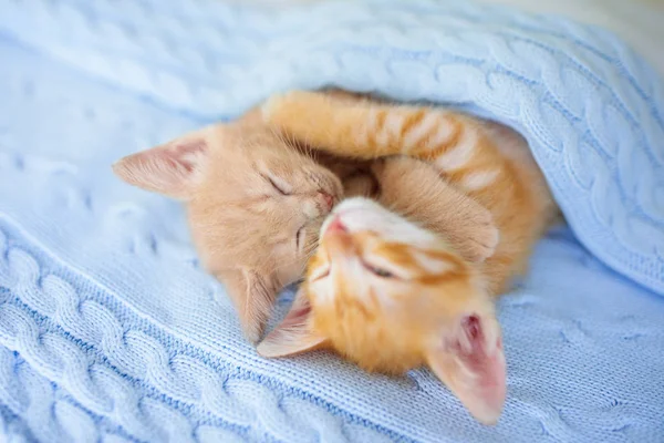 Yavru kedi. Zencefil kedi battaniye altında uyku — Stok fotoğraf