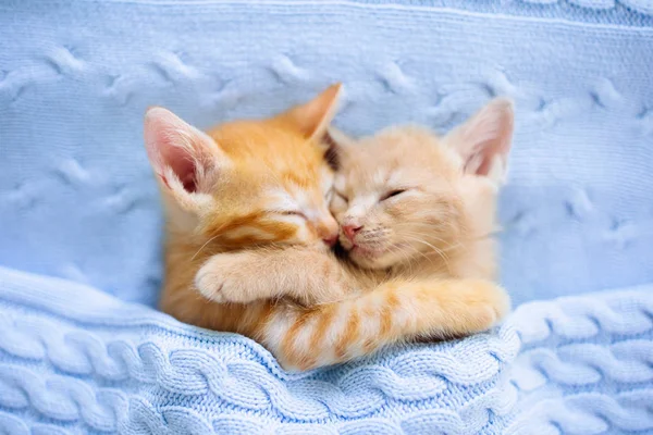 Katzenbaby. Ingwerkätzchen schläft unter Decke — Stockfoto