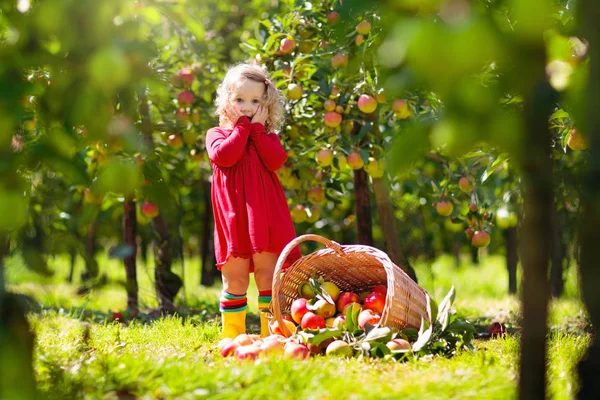 Crianças pegando maçãs na fazenda no outono . — Fotografia de Stock