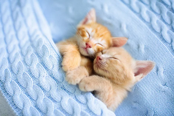 Gatinho. Gatinho de gengibre dormindo sob cobertor — Fotografia de Stock