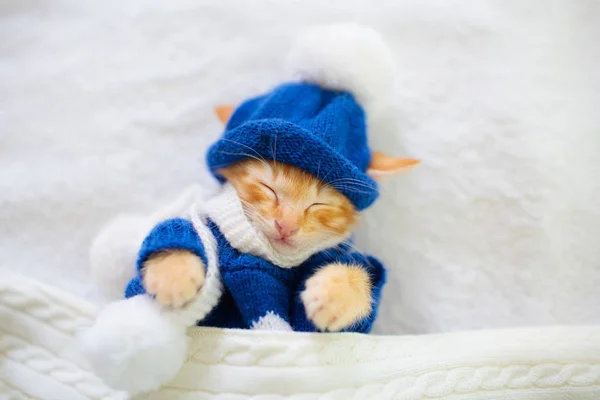 Baby cat in sweater and hat. Kitten sleeping. — Stock Photo, Image