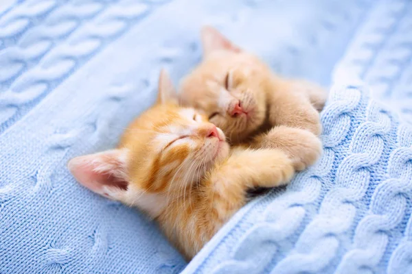 Baby cat. Ginger kitten sleeping under blanket — Stock Photo, Image