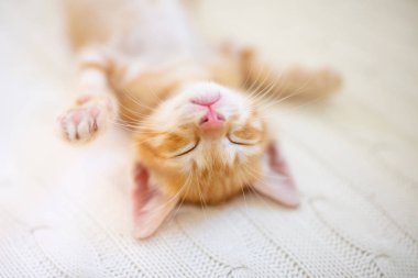Yavru kedi. Zencefil kedi battaniye altında uyku