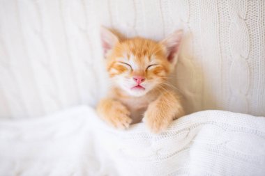 Yavru kedi. Zencefil kedi battaniye altında uyku