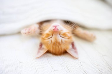 Yavru kedi. Zencefil kedi battaniye altında uyku