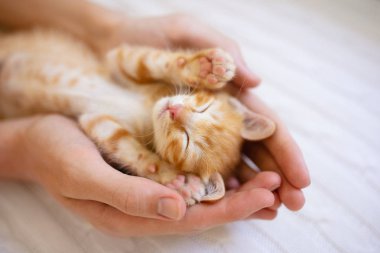 Kedi adam elinde uyuyor. Kediler uyur.